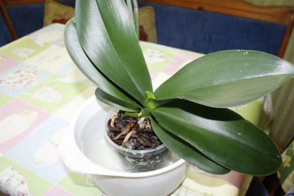 Orkid tidak berbunga