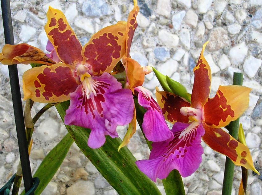 Orchidée cumbria