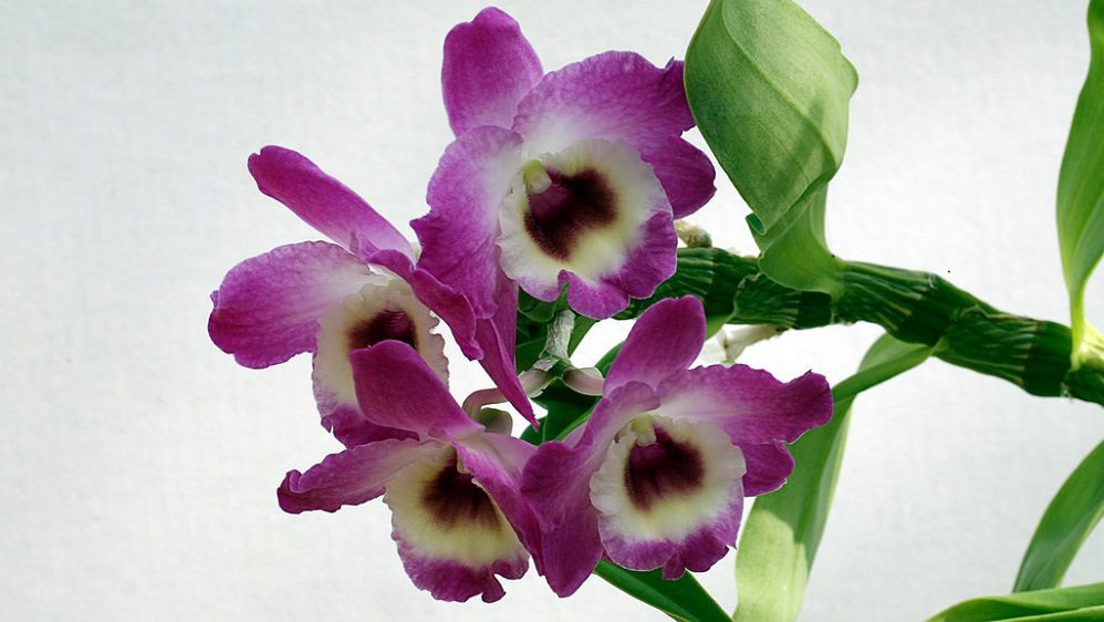 Орхидея Dendrobium Nobile