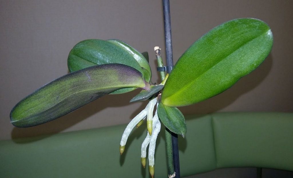 Baby orchidej na stopce
