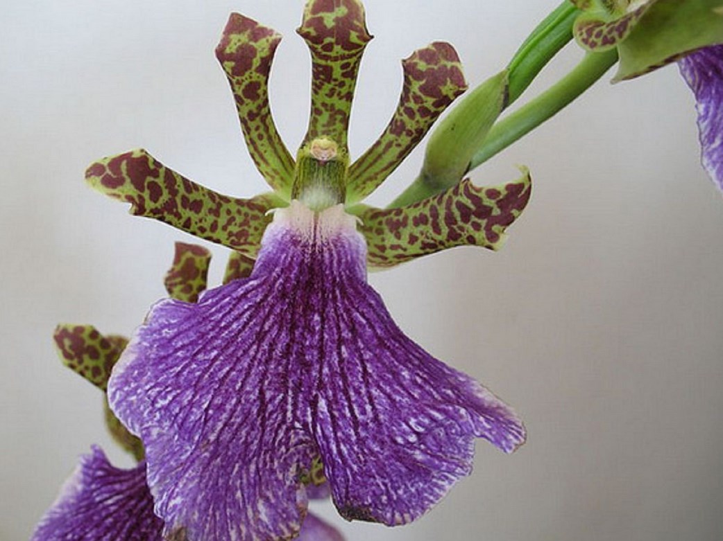 Orhideea Zygopetalum