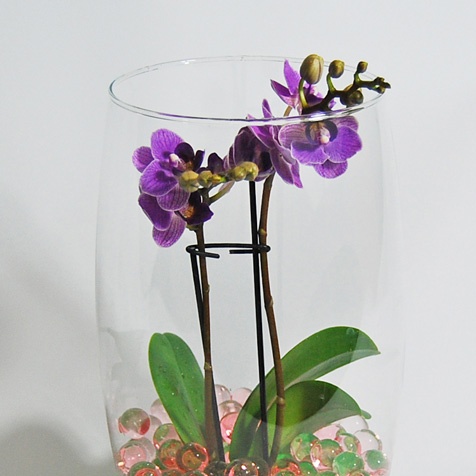 hydrogel orkidé
