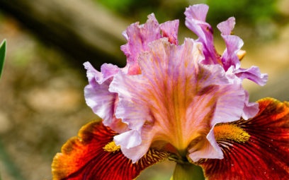Irises: menanam dan menjaga di kawasan terbuka