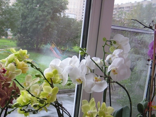 Orquídea en una maceta