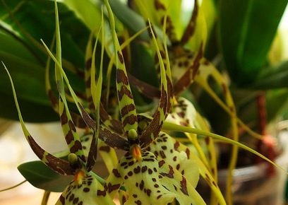Орхидея Брасия