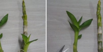 propagarea orhideelor
