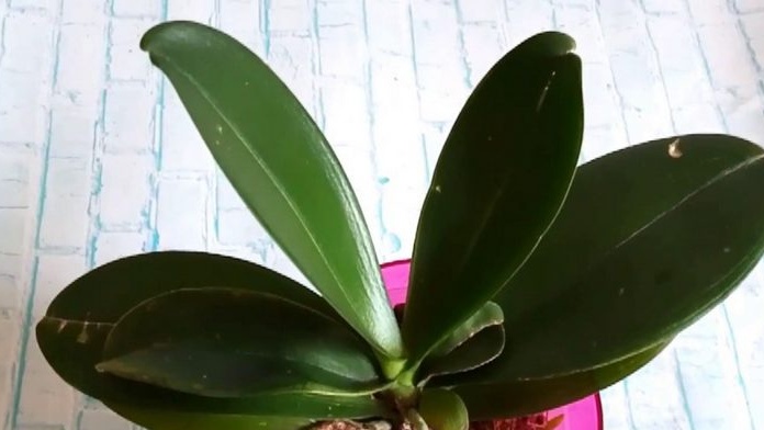 Orkidé återupplivning