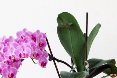 Blomma för orkidé Phalaenopsis