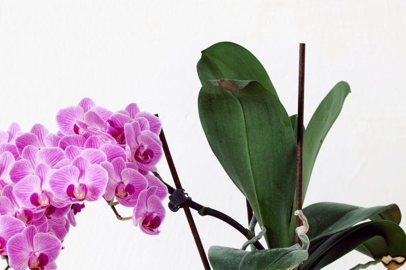 Kvet orchidea Phalaenopsis