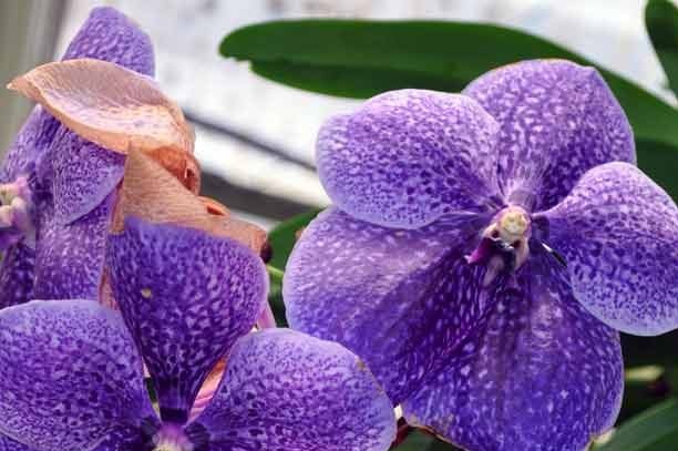 Orchidee Wanda