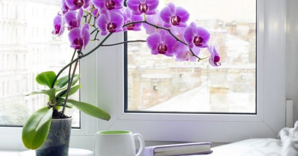 Jak orchidej kvete