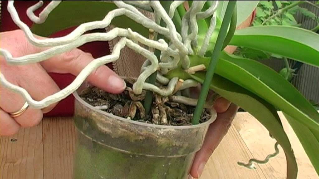 the orchid roots grow up