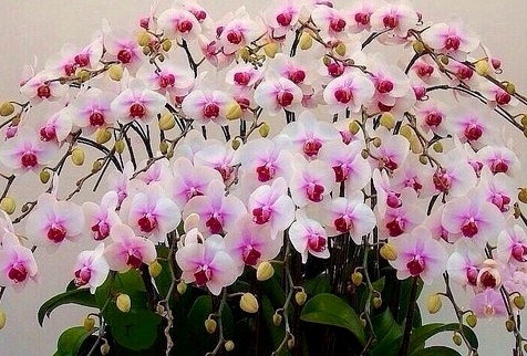 neskolko orhidej v odnom gorshke