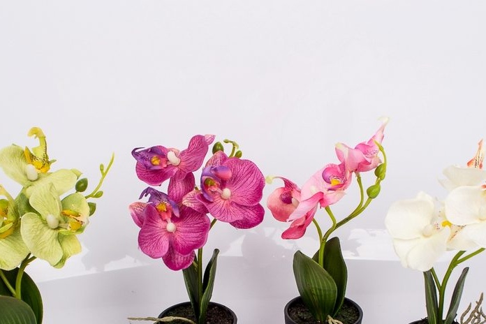 Hrnkové orchideje