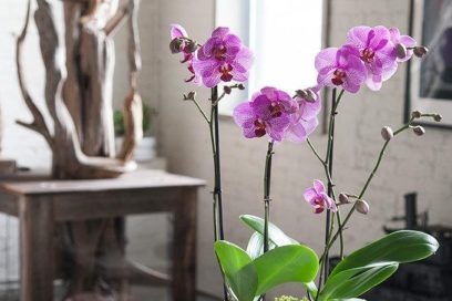 orhidei ضد stekle