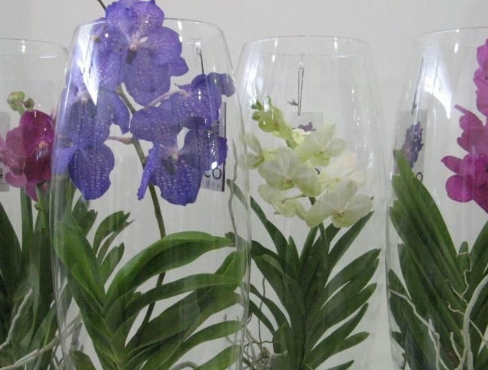 Orquídeas en un jarrón de vidrio.