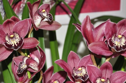 Orchidee Cymbidium