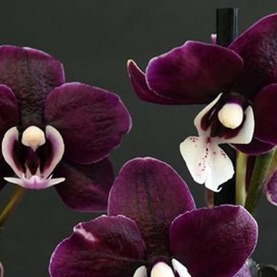 Orchidée kaoda