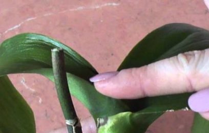osmotr orhidei