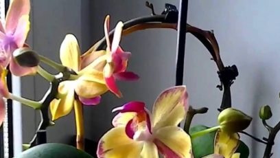 osveschenie dlja orhidei