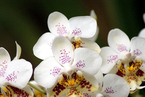 Cuidado de orquídeas