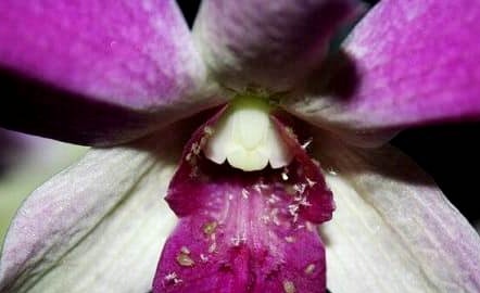 tlja-na orhidee