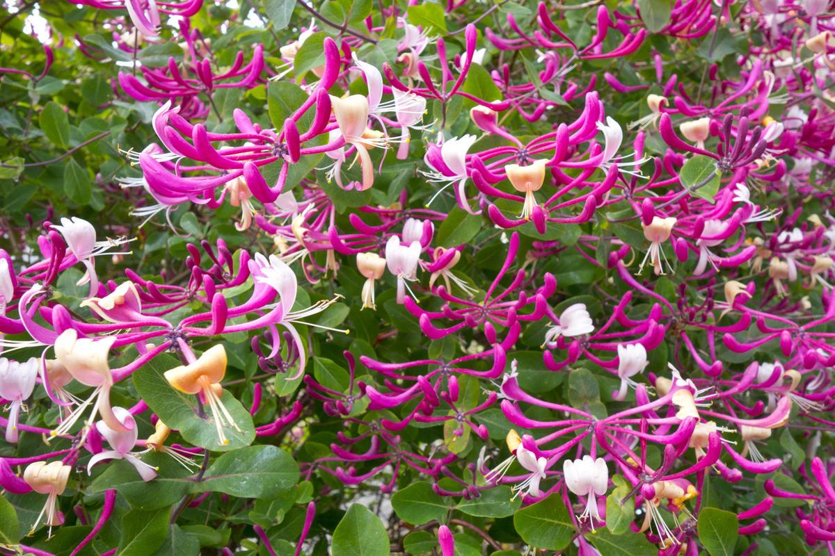 Honeysuckle Decorative Curly: planting and care, disease (photo)