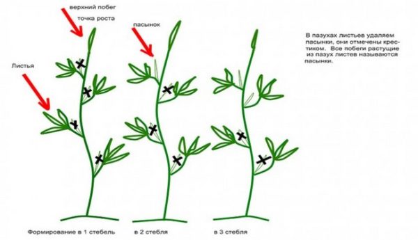 buskar bildande mönster