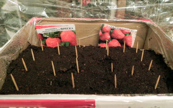 plantering jordgubbar med frön