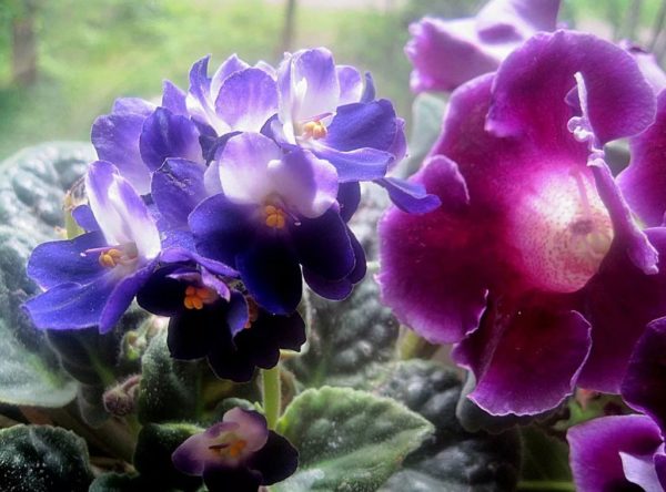 Arroser les violettes
