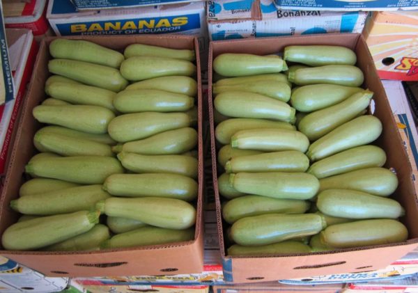 Hemligheterna med att hålla zucchini