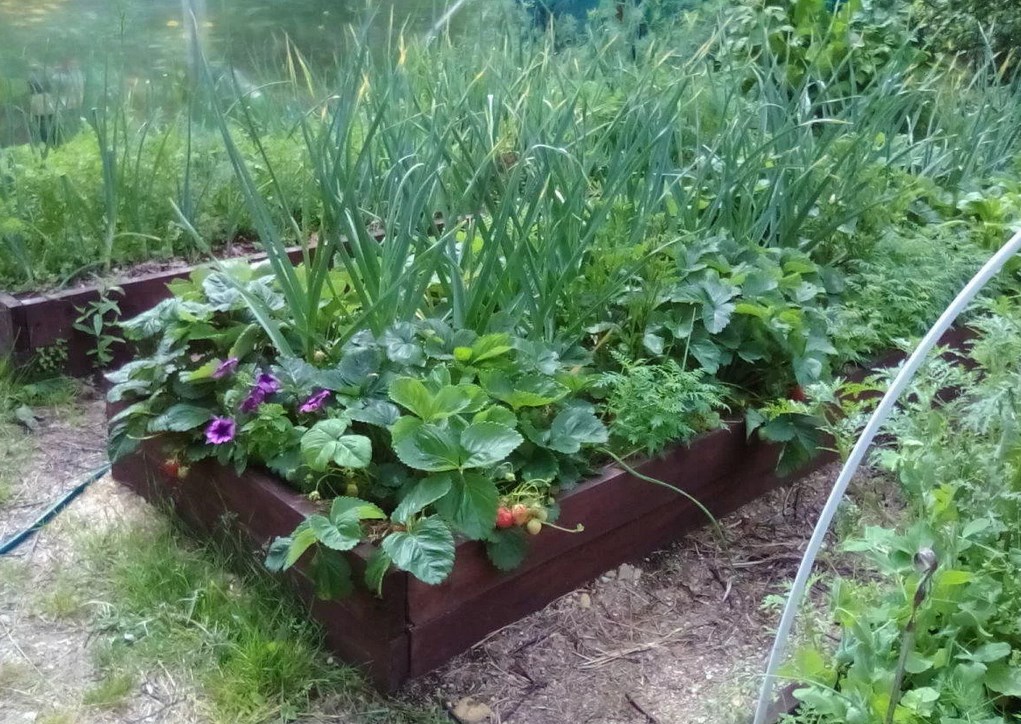 What can and cannot be planted next to a bow
