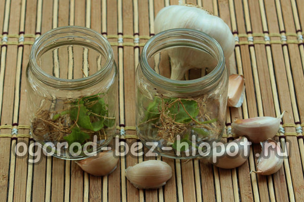 jars of herbs