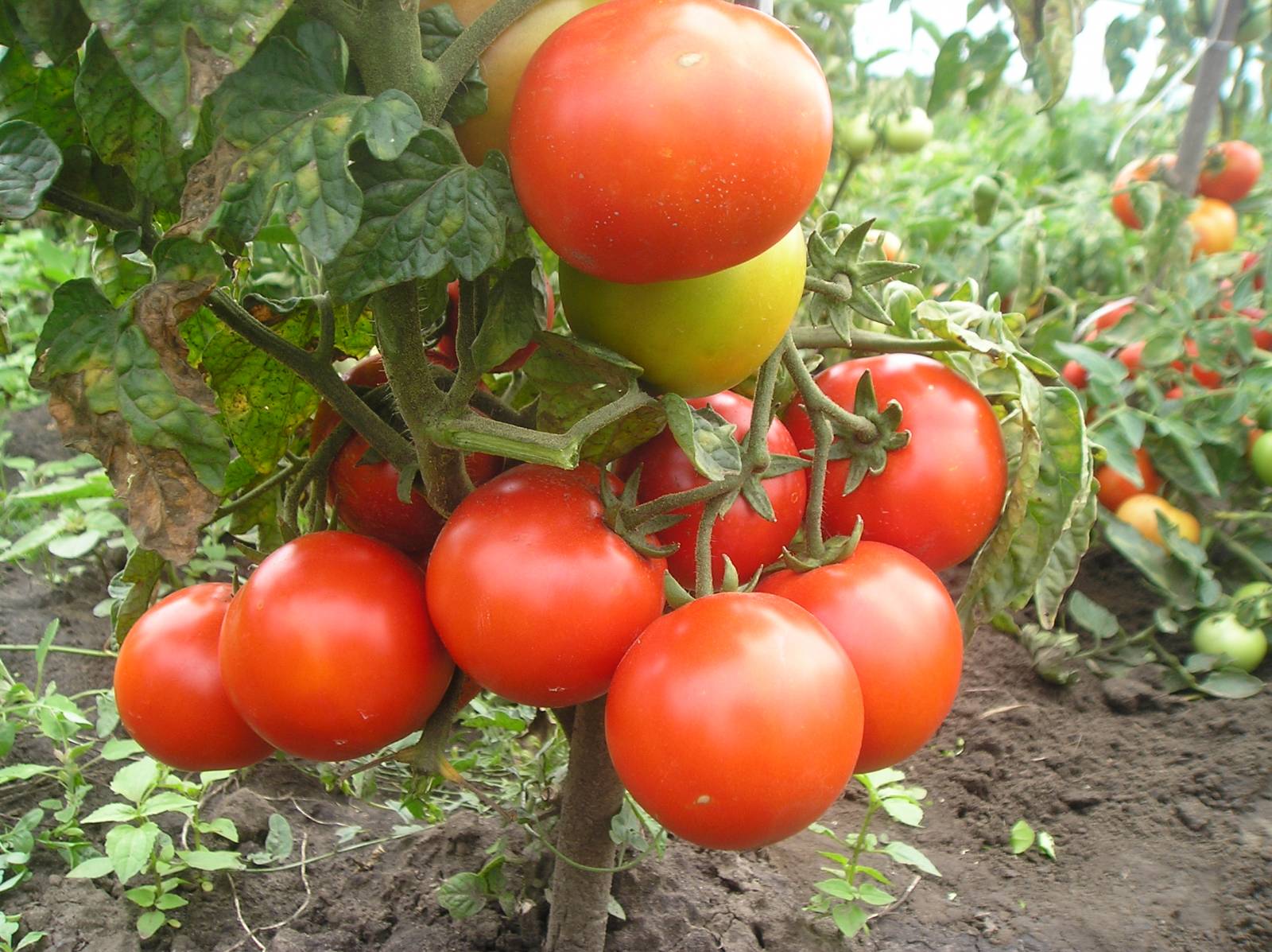 Малки домати