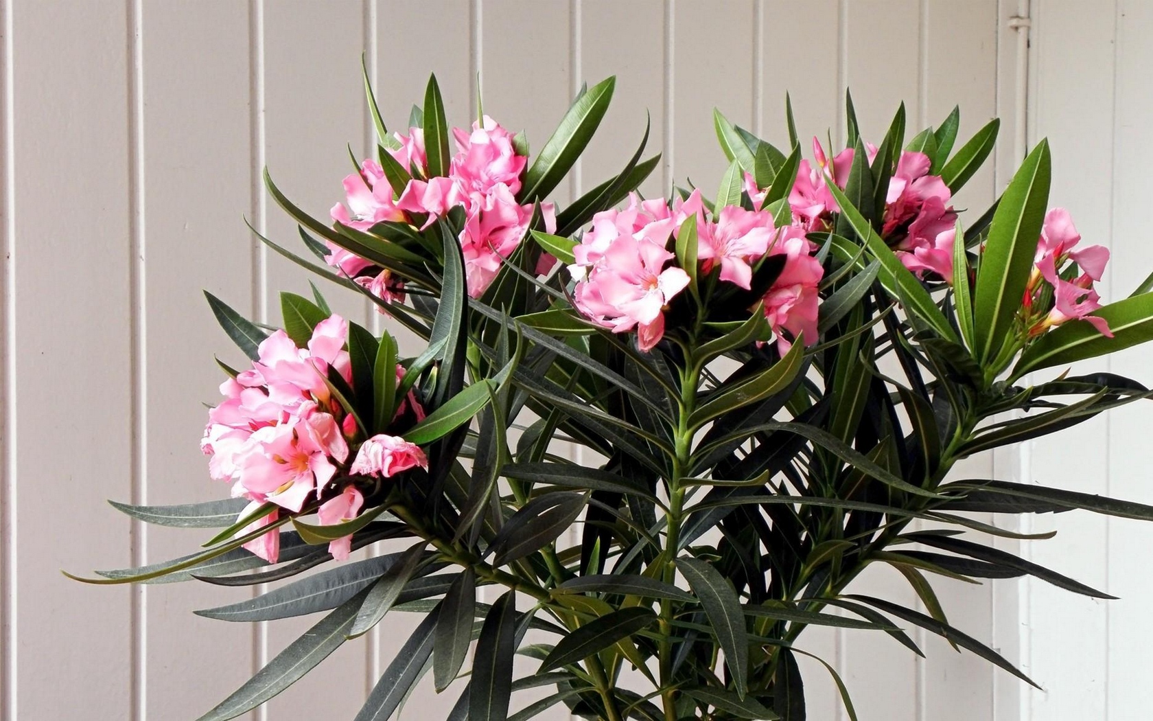 Caring for an oleander at home is not fraught with significant difficulties, but requires a grower to know the nuances of growing