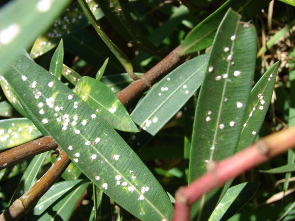 oleander disease