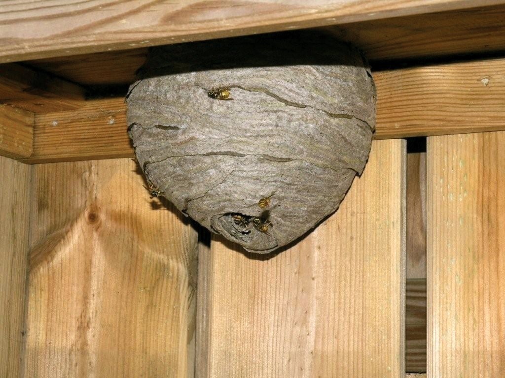 hornet's nest in the house