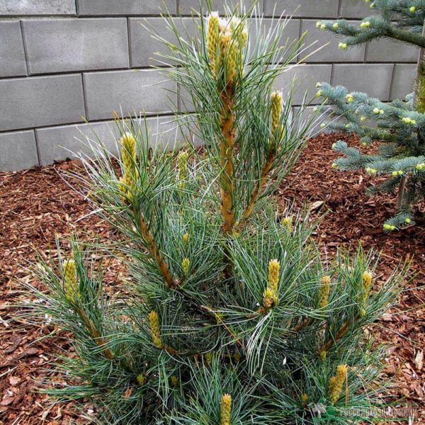 Compact Glauka Pine