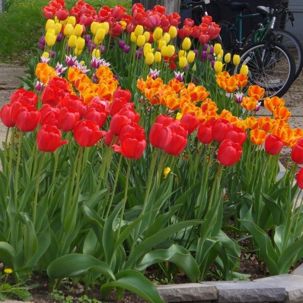variedad de tulipanes