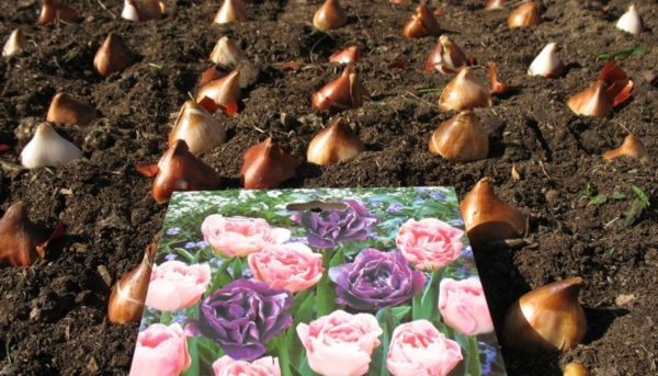 výsadba tulipánov na jeseň