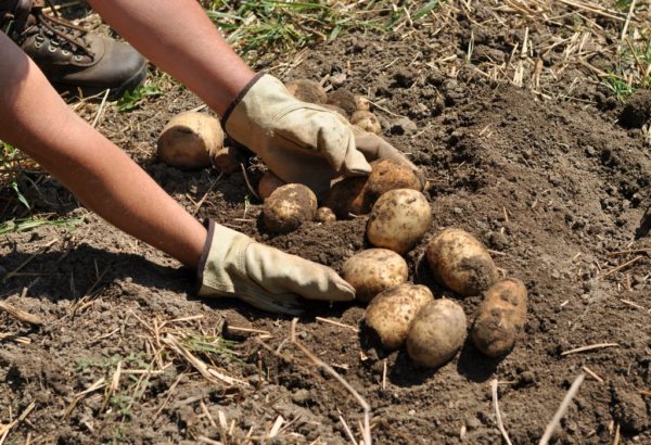 Wann man nach der Blüte Kartoffeln gräbt: Zeitpunkt, wie man feststellt