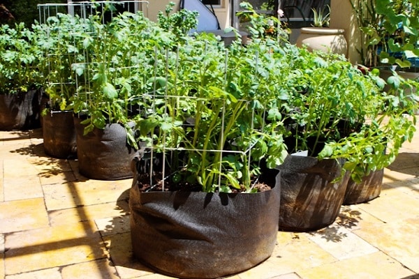 Cultiver des pommes de terre dans des sacs