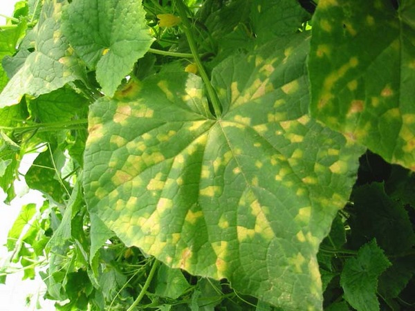 Causes of yellow spots on cucumbers