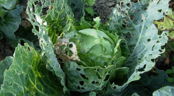 cabbage leaves after pests