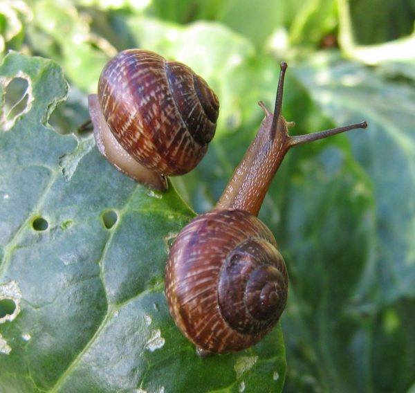 Protection against slugs and snails