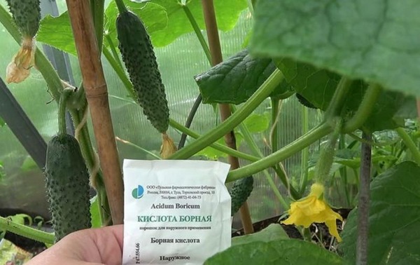 how to feed cucumbers with boric acid
