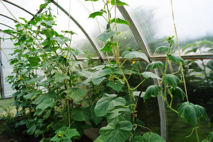 Cucumbers In A Greenhouse