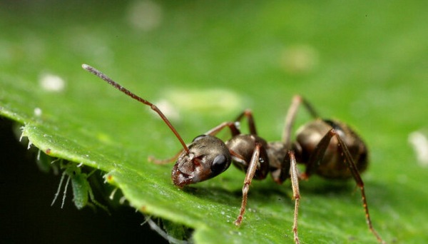 ant control agents