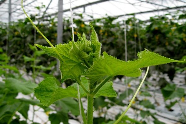 the formation of cucumbers in the greenhouse