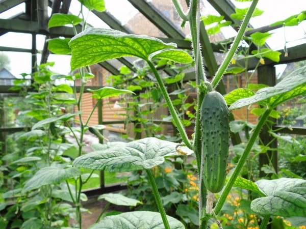 how to pinch cucumbers in a greenhouse